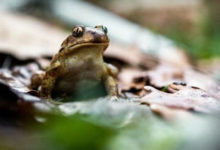 Фото - Таинственный незнакомец присылает мужчине фотографии жаб и лягушек