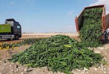 Фото - В Испании уничтожают урожай из-за обвала цен