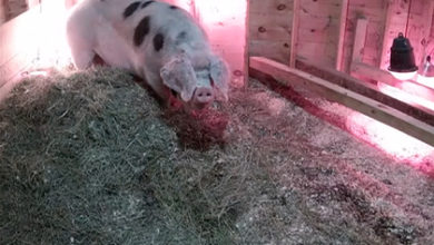 Фото - Женщина зашла на стрим с беременной свиньей и спасла ее от пожара