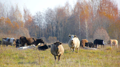 Фото - Жители российских деревень пожаловались на гуляющее стадо коров