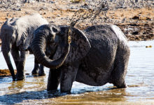 Фото - Африканская страна решила устроить распродажу слонов