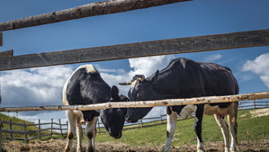 Фото - Ценам на говядину в России пообещали резкий рост