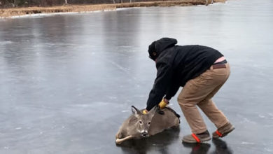 Фото - Чтобы спастись, оленю пришлось покататься по льду