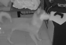 Фото - Камера видеонаблюдения подтвердила, что собаки действительно едят домашние задания