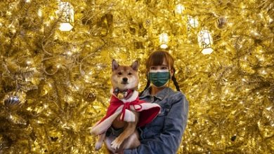 Фото - Кинолог раскрыл опасность новогодних елок в доме для собак