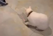 Фото - Кошки научились самостоятельно играть с лазерной указкой