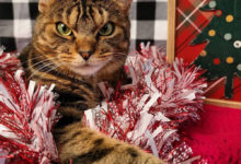Фото - Кот со злобным лицом сделал неплохую рекламу приюту для животных