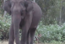 Фото - Любители природы сняли на видео не только слона, но и тигра