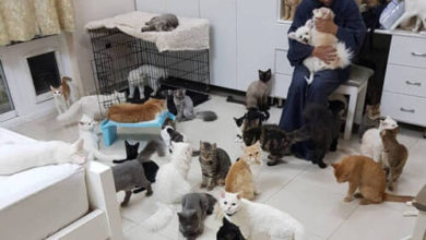 Фото - Любительница животных поселила у себя несколько сотен кошек