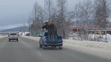 Фото - Лось, который катался в кузове, оказался всего лишь чучелом