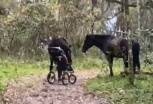 Фото - Лошади встали на преступный путь и украли детскую коляску
