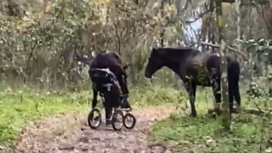 Фото - Лошади встали на преступный путь и украли детскую коляску