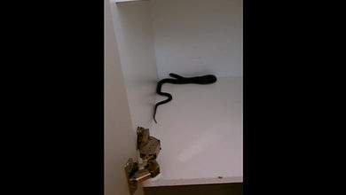 Фото - Мужчина разбирал вещи и нашел в шкафу ядовитую змею