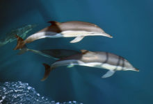 Фото - Опубликованы итоги проведенного при поддержке «Роснефти» исследования дельфинов