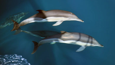 Фото - Опубликованы итоги проведенного при поддержке «Роснефти» исследования дельфинов