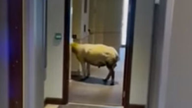 Фото - Овца пришла в отель и терпеливо поджидала лифт