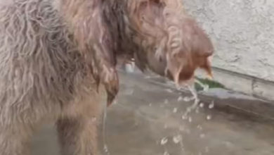 Фото - Пёс, испытывающий жажду, почти готов утопиться в ведре