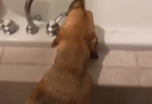 Фото - Пёс уверен, что пить воду куда вкуснее из-под крана, чем из миски