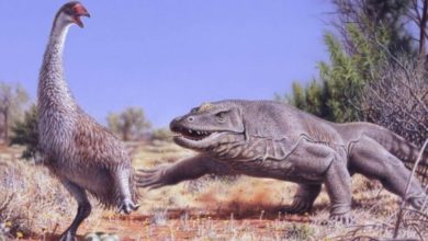 Фото - Самые большие животные, которые жили в Австралии тысячи лет назад