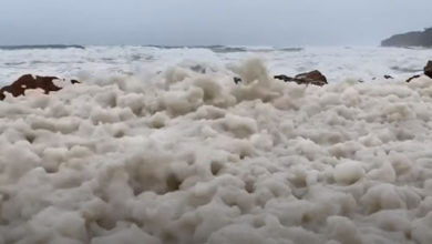 Фото - Собака чуть не погибла в морской пене