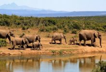 Фото - Ученые создали нейросеть для подсчета слонов: Софт