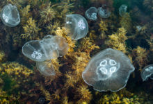 Фото - В России начнут массово уничтожать медуз