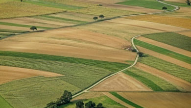 Фото - В Украине обнаружили 6 млн га неучтенных посевов зерновых