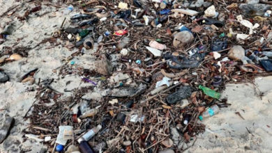 Фото - Вместо медового месяца супруги начали убирать мусор с пляжа