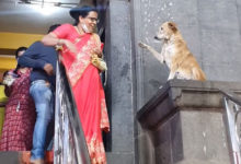 Фото - Бездомная собака ежедневно приходит к храму, чтобы приветствовать верующих