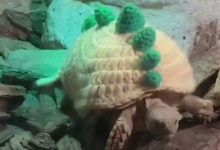 Фото - Черепахам, живущим в зоопарке, связали свитеры