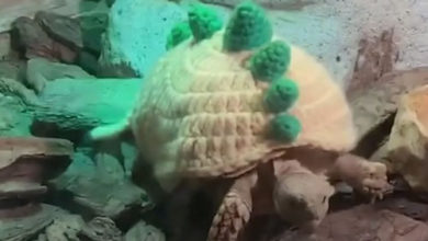 Фото - Черепахам, живущим в зоопарке, связали свитеры