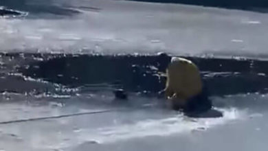 Фото - Четвероногая искательница приключений чуть не утонула в ледяной воде