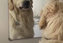 Фото - Чтобы научиться делать злое лицо, пёс тренируется перед зеркалом