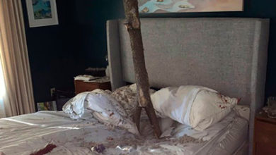 Фото - Дерево проткнуло крышу дома и прижало к кровати спящую американку
