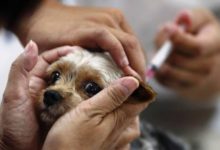 Фото - Для кошек и собак может понадобиться новая вакцина от коронавируса. Но зачем?
