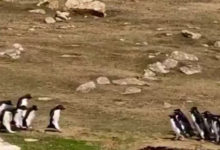 Фото - Две компании пингвинов остановились ради интересной беседы