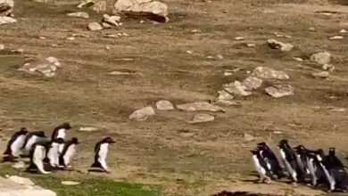 Фото - Две компании пингвинов остановились ради интересной беседы