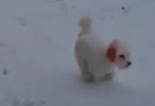 Фото - Из-за хозяйской ошибки собака надолго осталась с красными ушами