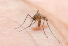 Фото - Как малярийный плазмодий устроил самую долгую пандемию в истории человечества