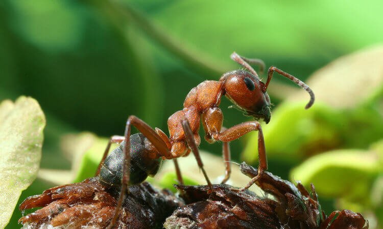 Как муравьи превращают другие виды в своих рабов?