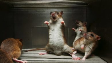 Фото - Как ученые превратили обычных мышей в свирепых хищников?