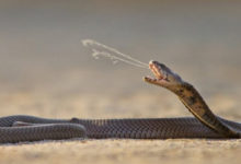 Фото - Какие змеи плюются ядом и что после этого происходит?