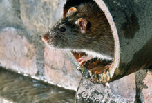Фото - Крыса в унитазе напугала россиянку среди ночи