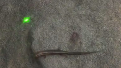 Фото - Лазерная указка пригодилась для игры с ящерицей