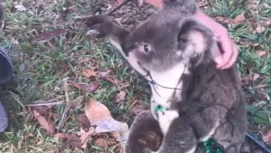 Фото - Неловкая коала запуталась в ограждении, но получила своевременную помощь