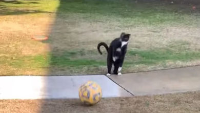 Фото - Ниндзя-кот любит играть в футбол