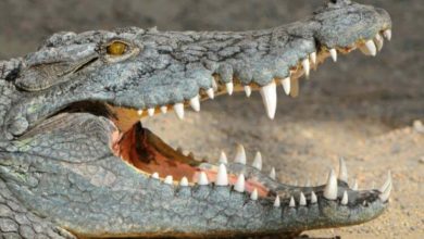 Фото - Почему крокодилы почти не изменились со времен динозавров?