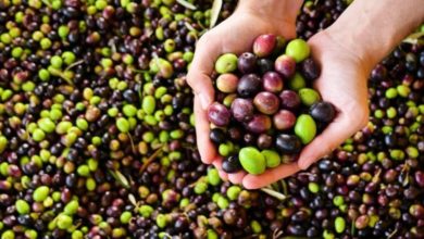 Фото - Почему с возрастом люди начинают любить оливки и другие продукты со странным вкусом?
