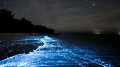 Фото - Почему вода в морях и океанах светится по ночам?