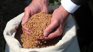 Фото - Россия повысит экспортную пошлину на пшеницу